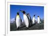 Colony of King Penguins-null-Framed Photographic Print