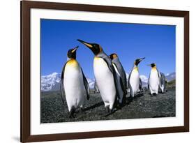 Colony of King Penguins-null-Framed Photographic Print