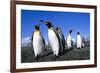 Colony of King Penguins-null-Framed Photographic Print