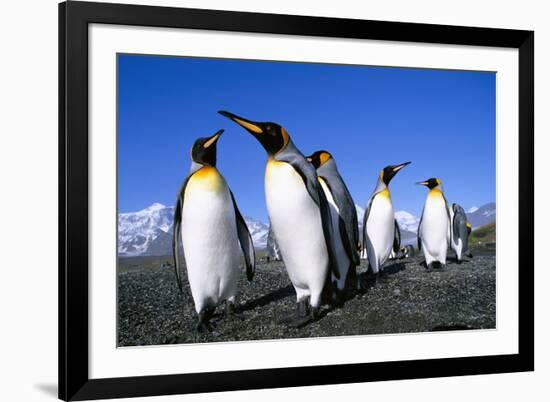 Colony of King Penguins-null-Framed Photographic Print