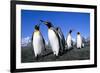 Colony of King Penguins-null-Framed Photographic Print