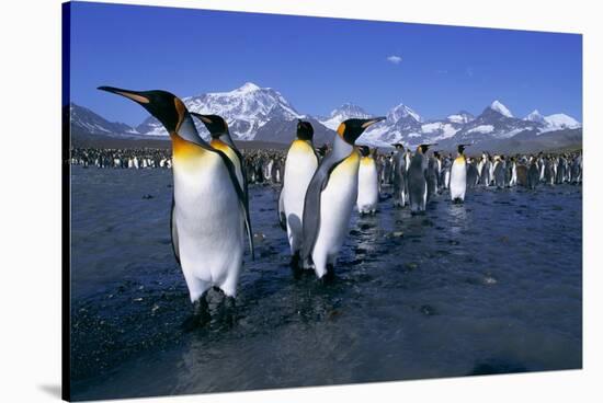 Colony of King Penguins-Paul Souders-Stretched Canvas
