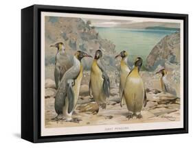 Colony of King Penguins-null-Framed Stretched Canvas