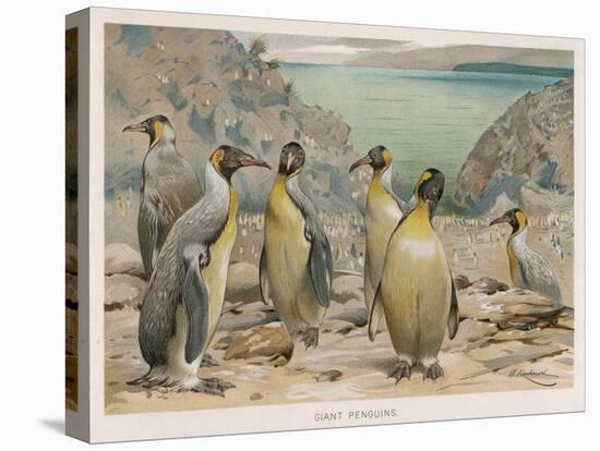 Colony of King Penguins-null-Stretched Canvas