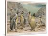 Colony of King Penguins-null-Stretched Canvas
