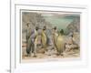 Colony of King Penguins-null-Framed Art Print