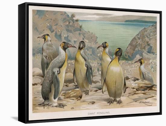 Colony of King Penguins-null-Framed Stretched Canvas