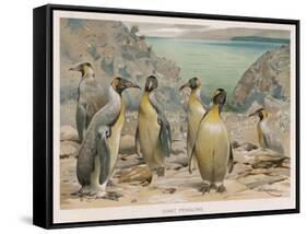 Colony of King Penguins-null-Framed Stretched Canvas