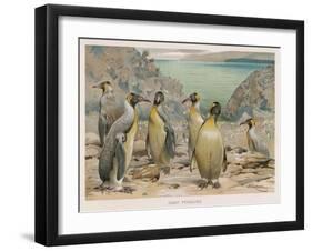 Colony of King Penguins-null-Framed Art Print
