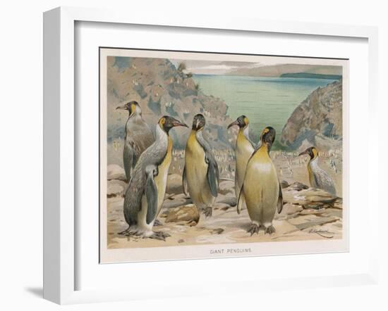 Colony of King Penguins-null-Framed Art Print