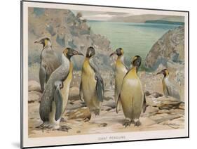 Colony of King Penguins-null-Mounted Art Print