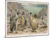 Colony of King Penguins-null-Mounted Art Print