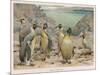 Colony of King Penguins-null-Mounted Art Print