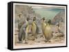 Colony of King Penguins-null-Framed Stretched Canvas