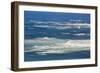 Colony of New Zealand fur seals (Arctocephalus forsteri) off Point Kean, Kaikoura Peninsula, Kaikou-Ruth Tomlinson-Framed Photographic Print