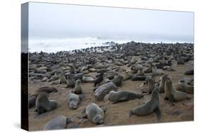 Colony of South African Fur Seals (Arctocephalus Pusillus), Namibia, Africa-Thorsten Milse-Stretched Canvas