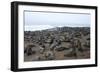 Colony of South African Fur Seals (Arctocephalus Pusillus), Namibia, Africa-Thorsten Milse-Framed Photographic Print