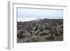 Colony of South African Fur Seals (Arctocephalus Pusillus), Namibia, Africa-Thorsten Milse-Framed Photographic Print