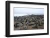 Colony of South African Fur Seals (Arctocephalus Pusillus), Namibia, Africa-Thorsten Milse-Framed Photographic Print