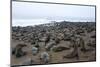 Colony of South African Fur Seals (Arctocephalus Pusillus), Namibia, Africa-Thorsten Milse-Mounted Photographic Print