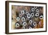 Colony of Tunicates (Clavelina Robusta), Raja Ampat, West Papua, Indonesia-Reinhard Dirscherl-Framed Photographic Print