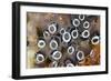 Colony of Tunicates (Clavelina Robusta), Raja Ampat, West Papua, Indonesia-Reinhard Dirscherl-Framed Photographic Print