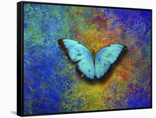 Color and butterfly 1-Ata Alishahi-Framed Stretched Canvas