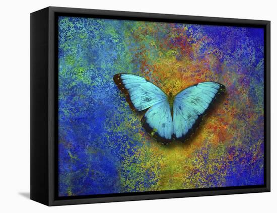 Color and butterfly 1-Ata Alishahi-Framed Stretched Canvas