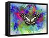 Color and Butterfly 2-Ata Alishahi-Framed Stretched Canvas