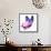 Color Butterfly Flying-suns_luck-Framed Stretched Canvas displayed on a wall