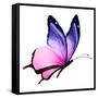 Color Butterfly Flying-suns_luck-Framed Stretched Canvas