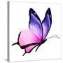 Color Butterfly Flying-suns_luck-Stretched Canvas