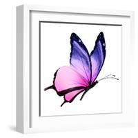 Color Butterfly Flying-suns_luck-Framed Art Print