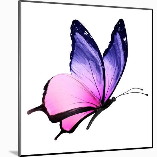 Color Butterfly Flying-suns_luck-Mounted Art Print