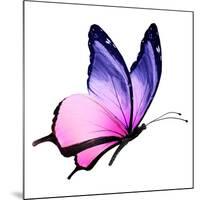 Color Butterfly Flying-suns_luck-Mounted Art Print
