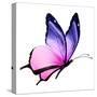 Color Butterfly Flying-suns_luck-Stretched Canvas