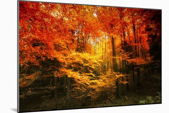 Color Combination-Philippe Sainte-Laudy-Mounted Photographic Print