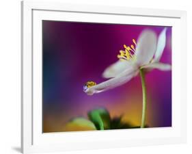 Color Drop Symphony-Heidi Westum-Framed Photographic Print