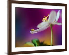 Color Drop Symphony-Heidi Westum-Framed Photographic Print