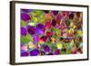 Color Explosion 17-Ata Alishahi-Framed Giclee Print