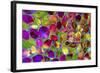 Color Explosion 17-Ata Alishahi-Framed Giclee Print