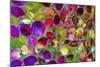 Color Explosion 17-Ata Alishahi-Mounted Giclee Print