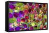 Color Explosion 17-Ata Alishahi-Framed Stretched Canvas