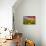 Color explosion-Marco Carmassi-Photographic Print displayed on a wall