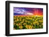 Color explosion-Marco Carmassi-Framed Photographic Print