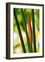Color Lines-Philippe Sainte-Laudy-Framed Photographic Print