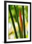 Color Lines-Philippe Sainte-Laudy-Framed Photographic Print