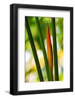 Color Lines-Philippe Sainte-Laudy-Framed Photographic Print