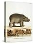 Color Lithographs with African Animals-null-Stretched Canvas