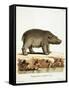 Color Lithographs with African Animals-null-Framed Stretched Canvas